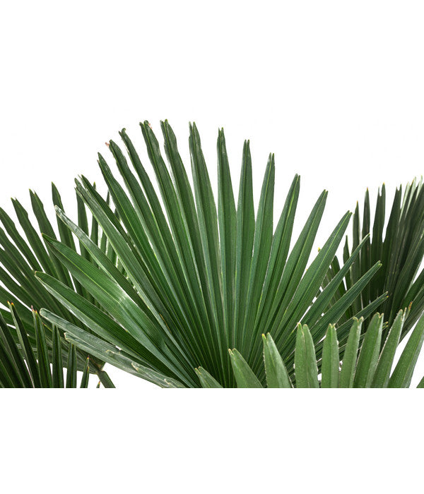  Wagners Hanfpalme, Ca. 110-130 Cm