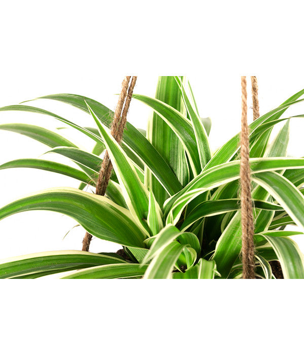  Kokodama-Ampel Grünlilie - Chlorophytum
