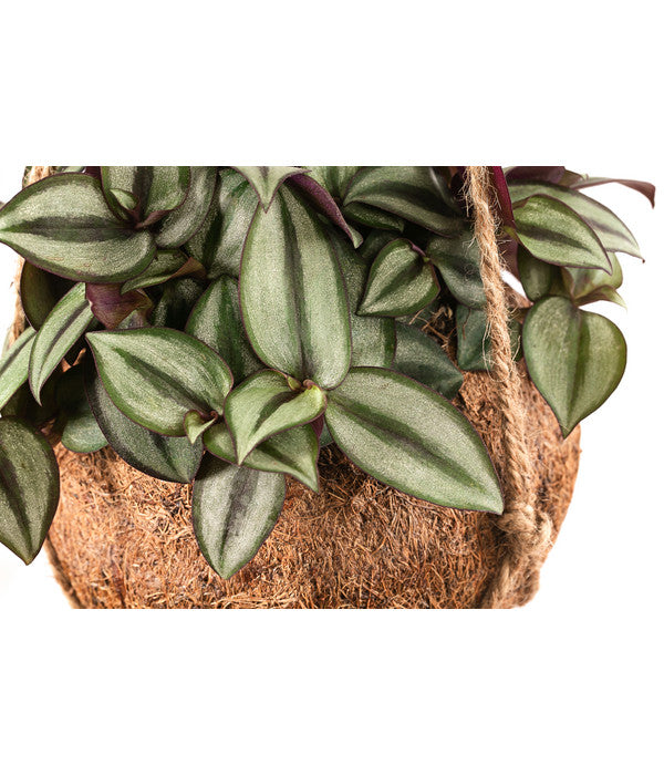  Kokodama-Ampel Dreimasterblume - Tradescantia Zebrina