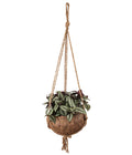  Kokodama-Ampel Dreimasterblume - Tradescantia Zebrina