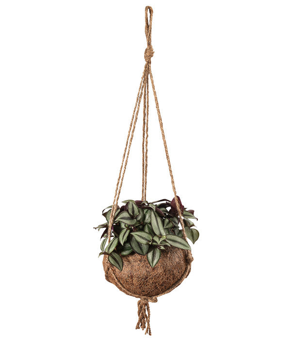  Kokodama-Ampel Dreimasterblume - Tradescantia Zebrina