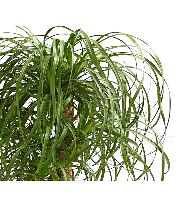  Elefantenfuß - Beaucarnea Recurvata, Verzweigt