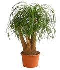  Elefantenfuß - Beaucarnea Recurvata, Verzweigt