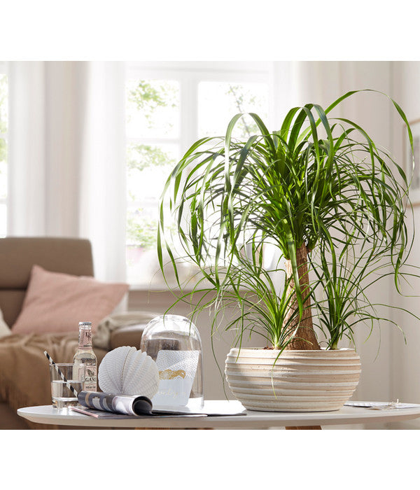  Elefantenfuß - Beaucarnea Recurvata, In Keramik