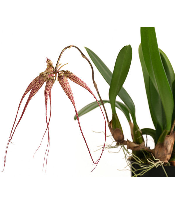  Orchidee - Bulbophyllum 'Elizabeth Ann'