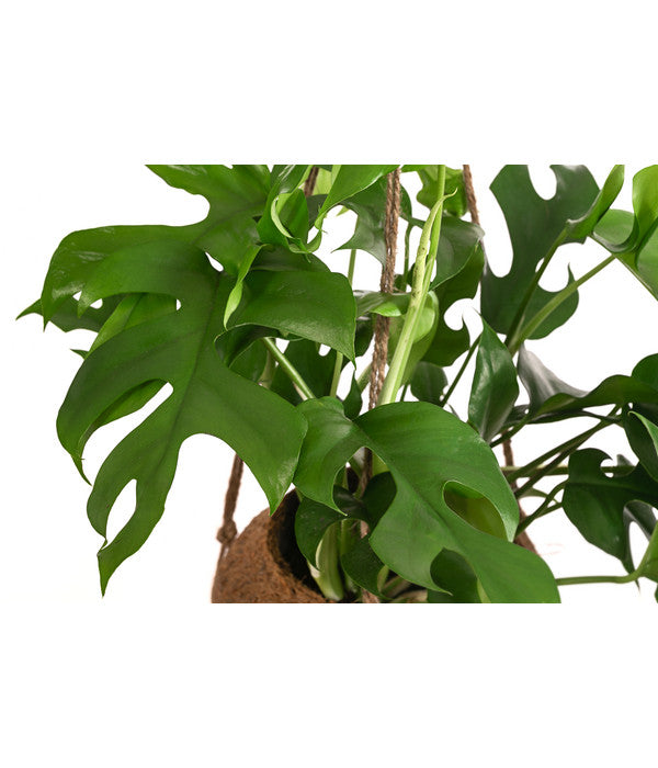  Kokodama-Ampel Fensterblatt - Monstera Minima