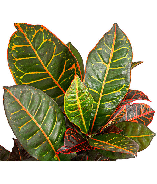  Wunderstrauch - Codiaeum Variegatum 'Petra'