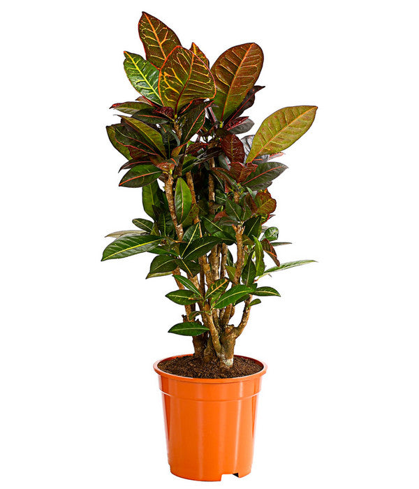  Wunderstrauch - Codiaeum Variegatum 'Petra'