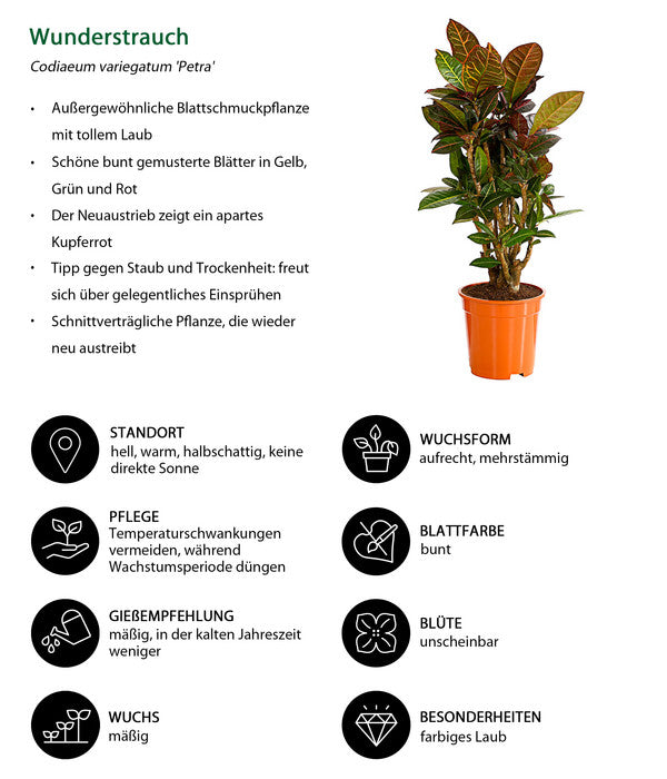  Wunderstrauch - Codiaeum Variegatum 'Petra'