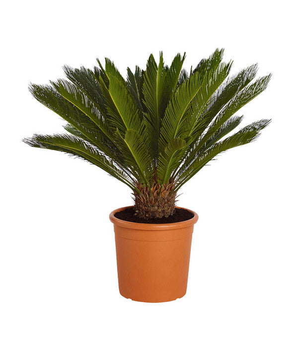 Sagopalmfarn - Cycas Revoluta