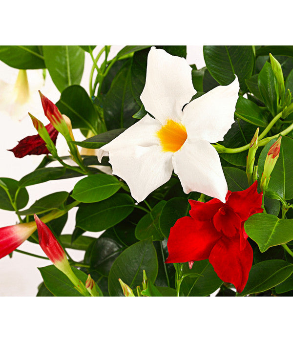  Dipladenien-Duo Im Blumenkasten