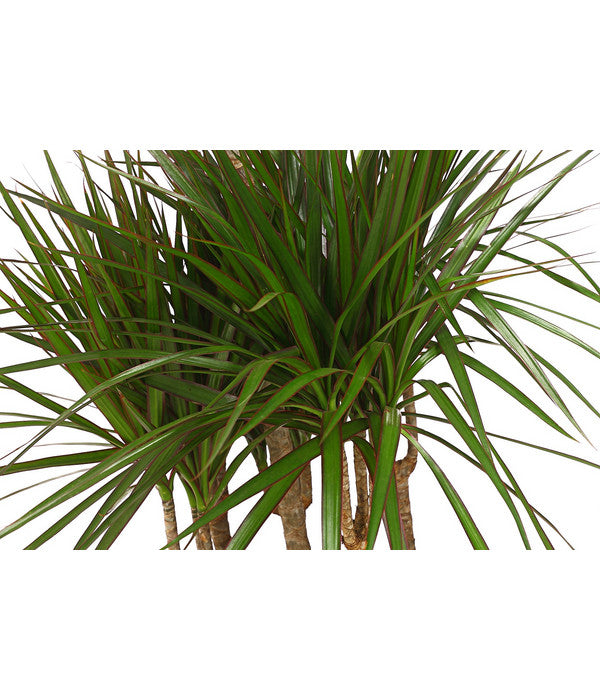  Drachenbaum - Dracaena Marginata, Karussell