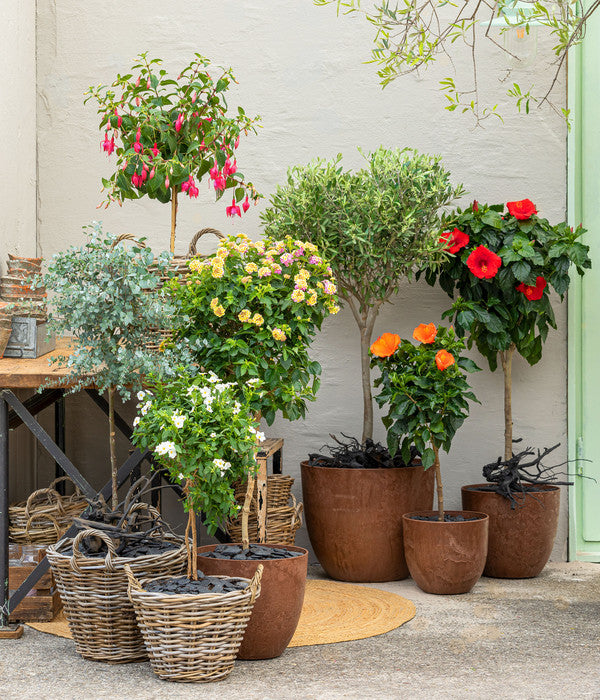  Fuchsie, Verschiedene Sorten