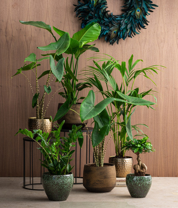  Pfeilblatt - Alocasia Zebrina