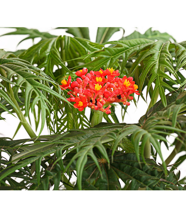  Korallenbaum - Jatropha Multifida