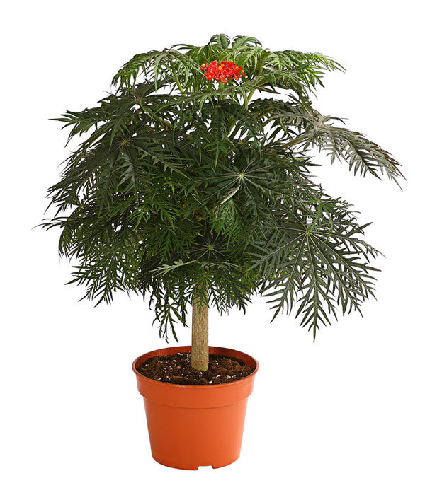  Korallenbaum - Jatropha Multifida