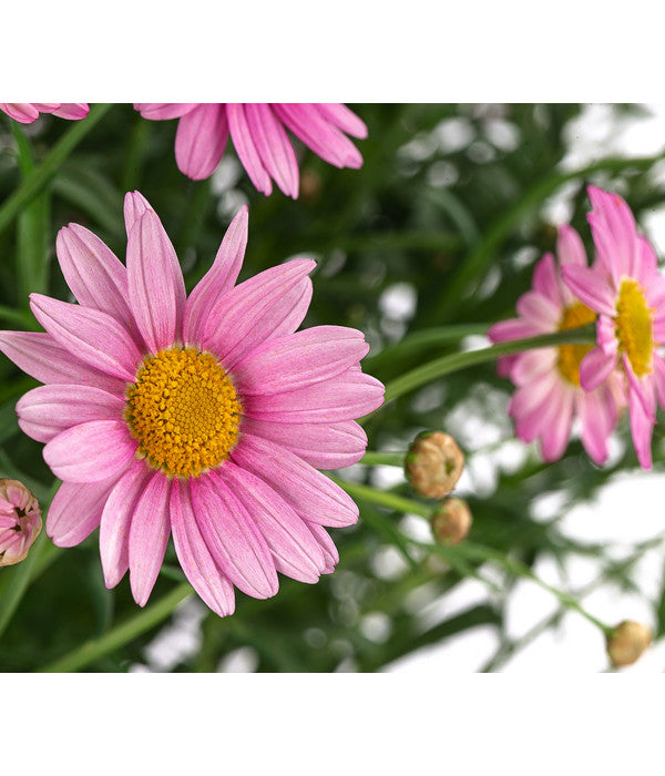  Margerite, Stämmchen, Verschiedene Farben
