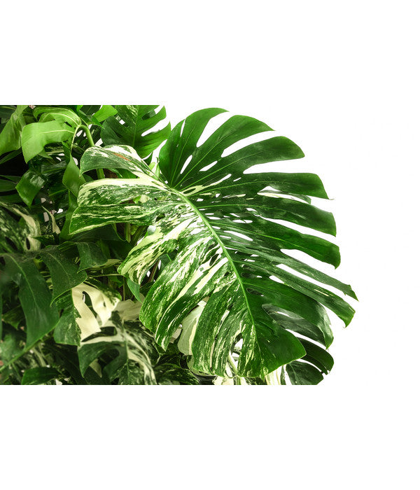  XXL Fensterblatt - Monstera Deliciosa 'Variegata', Ca. 180-220 Cm