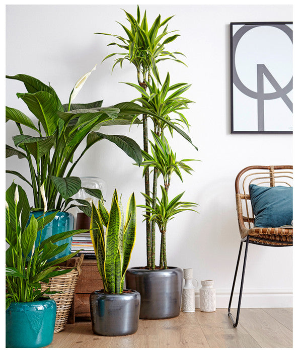  Air So Pure® Einblatt - Spathiphyllum Wallisii 'Sensation'