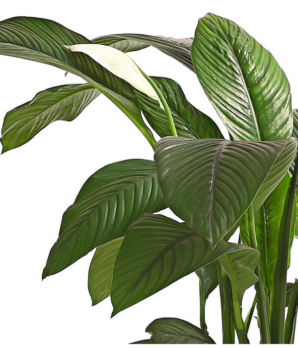  Air So Pure® Einblatt - Spathiphyllum Wallisii 'Sensation'