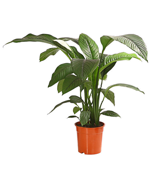  Air So Pure® Einblatt - Spathiphyllum Wallisii 'Sensation'
