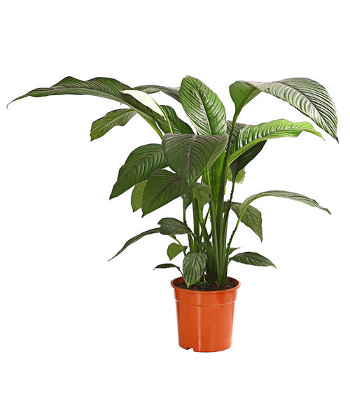  Air So Pure® Einblatt - Spathiphyllum Wallisii 'Sensation'