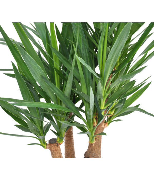  Yucca-Palme - Yucca Elephantipes, Verzweigt