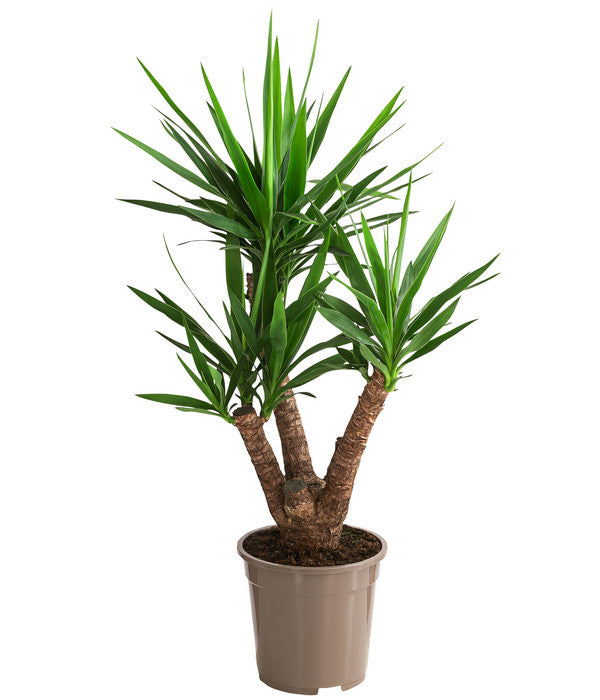  Yucca-Palme - Yucca Elephantipes, Verzweigt