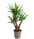  Yucca-Palme - Yucca Elephantipes, Verzweigt