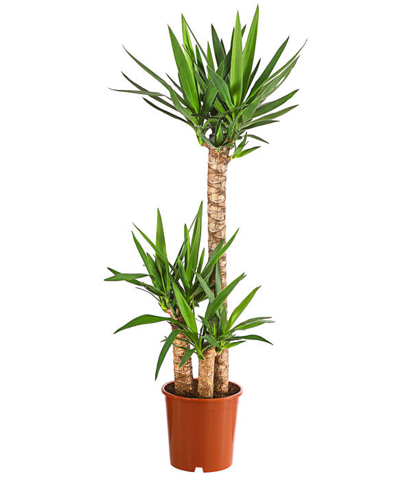  Yucca-Palme - Yucca Elephantipes