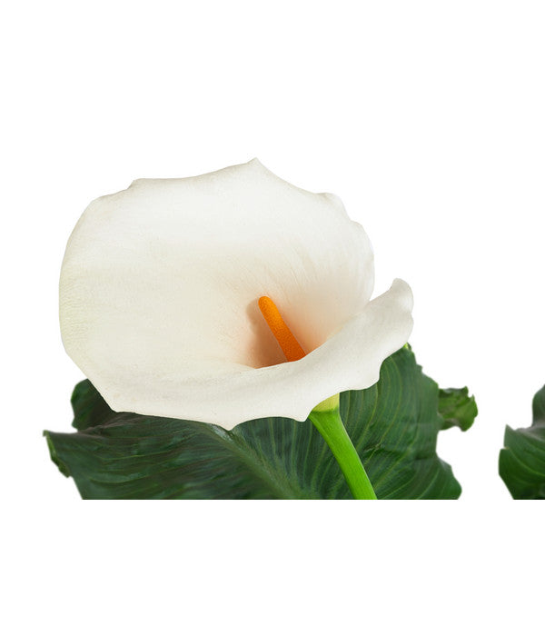  Zimmercalla - Zantedeschia Aethiopica 'Rita'