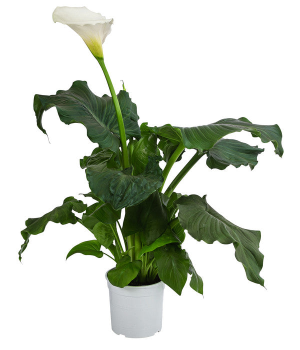  Zimmercalla - Zantedeschia Aethiopica 'Rita'