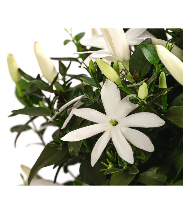  Afrikanischer Jasmin