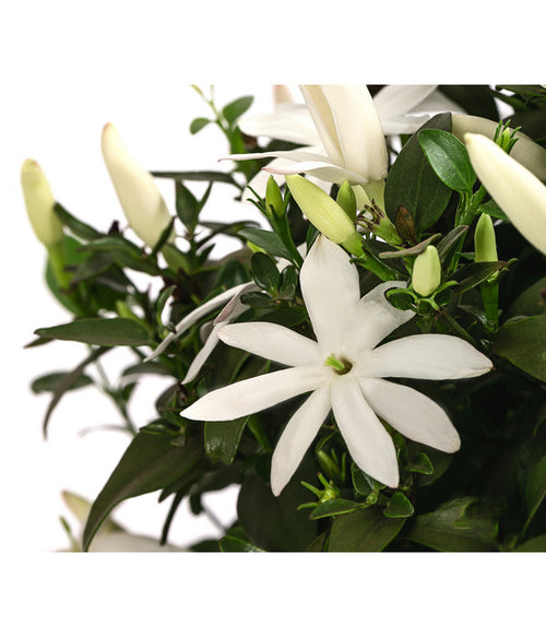  Afrikanischer Jasmin