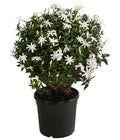  Afrikanischer Jasmin