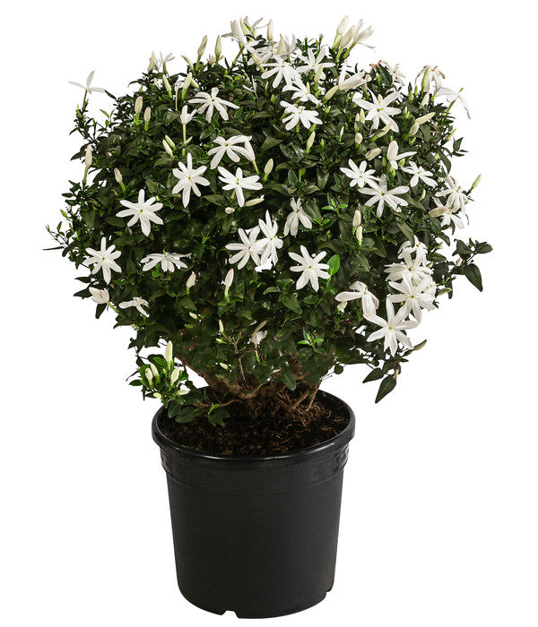  Afrikanischer Jasmin