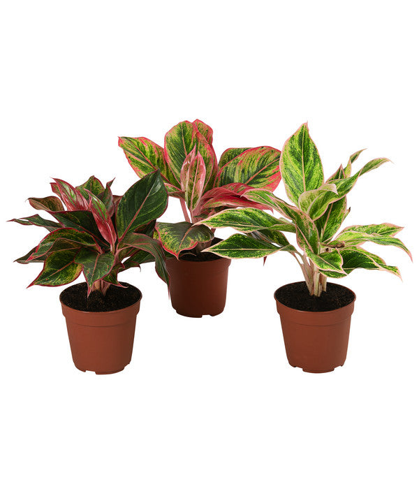  Buntblättriger Kolbenfaden-Set - Aglaonema Commutatum, 3-teilig