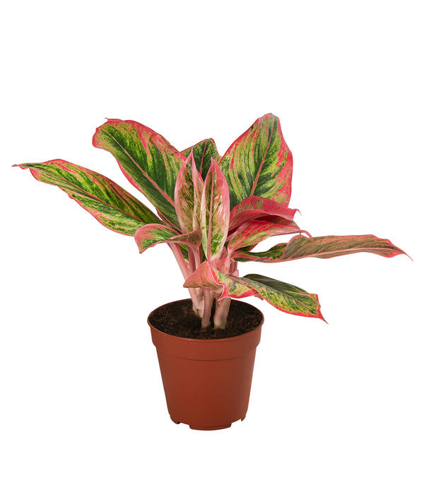  Buntblättriger Kolbenfaden-Set - Aglaonema Commutatum, 3-teilig
