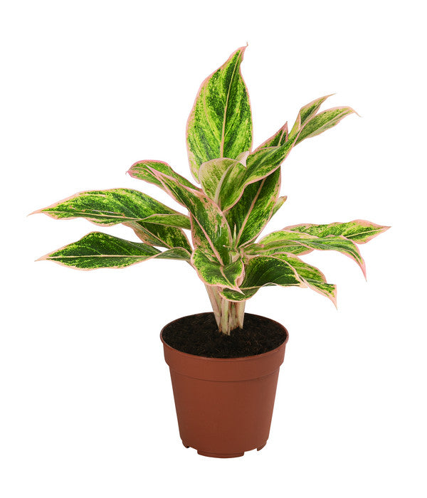  Buntblättriger Kolbenfaden-Set - Aglaonema Commutatum, 3-teilig