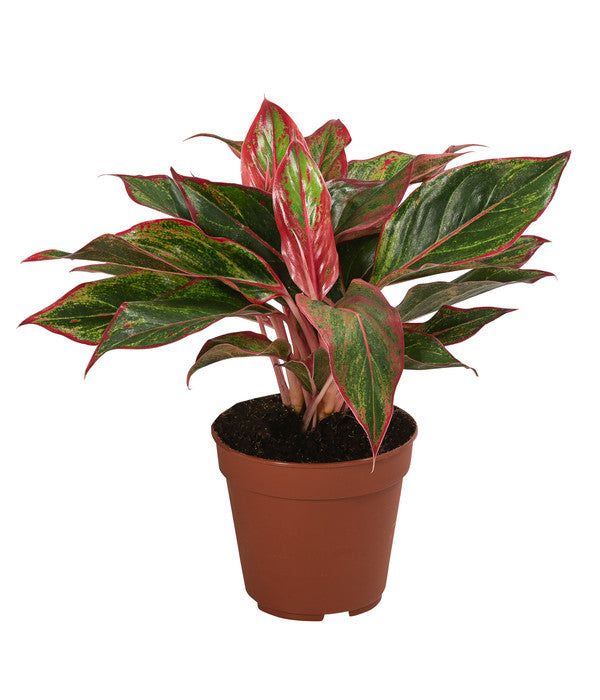  Buntblättriger Kolbenfaden-Set - Aglaonema Commutatum, 3-teilig