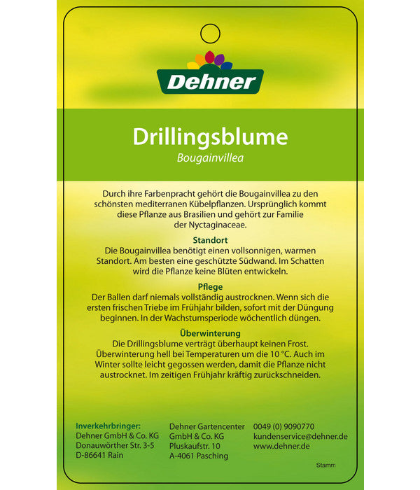  Drillingsblume, Ministamm