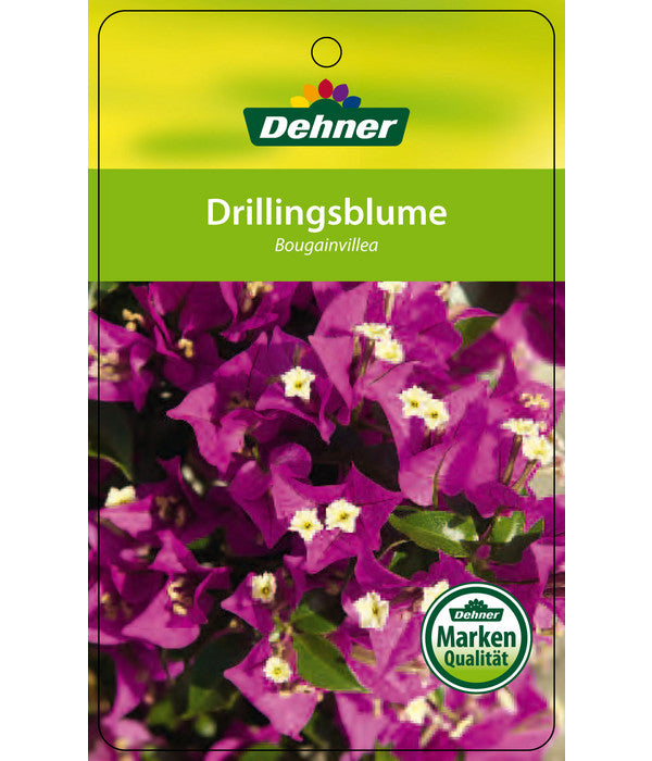  Drillingsblume, Ministamm