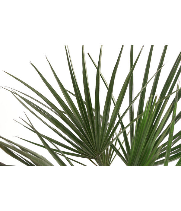  Blaue Hesperiden-Palme
