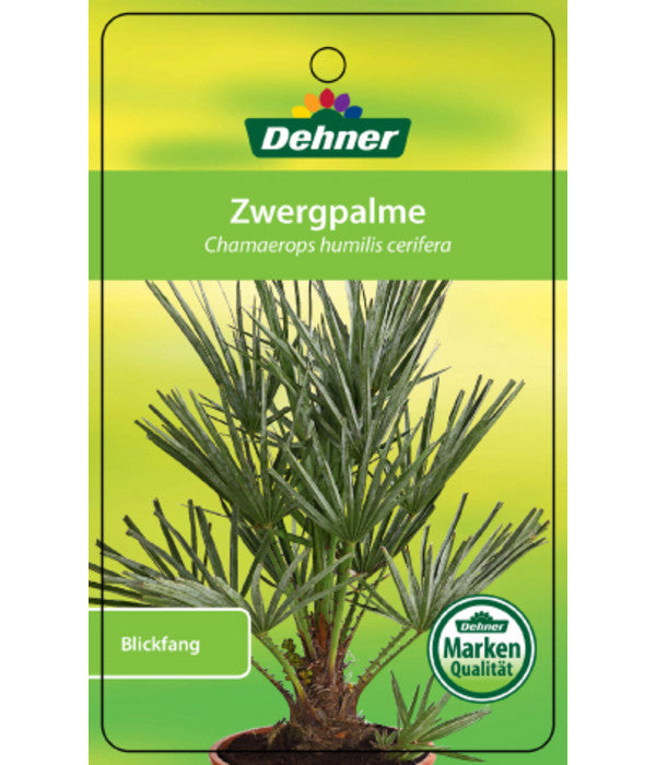  Blaue Zwergpalme