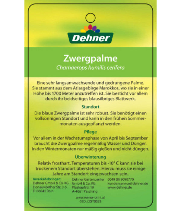  Blaue Zwergpalme