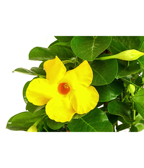  Dipladenie 'Diamantina®', Pyramide
