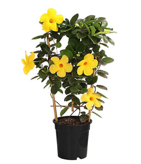  Dipladenie 'Diamantina®', Pyramide
