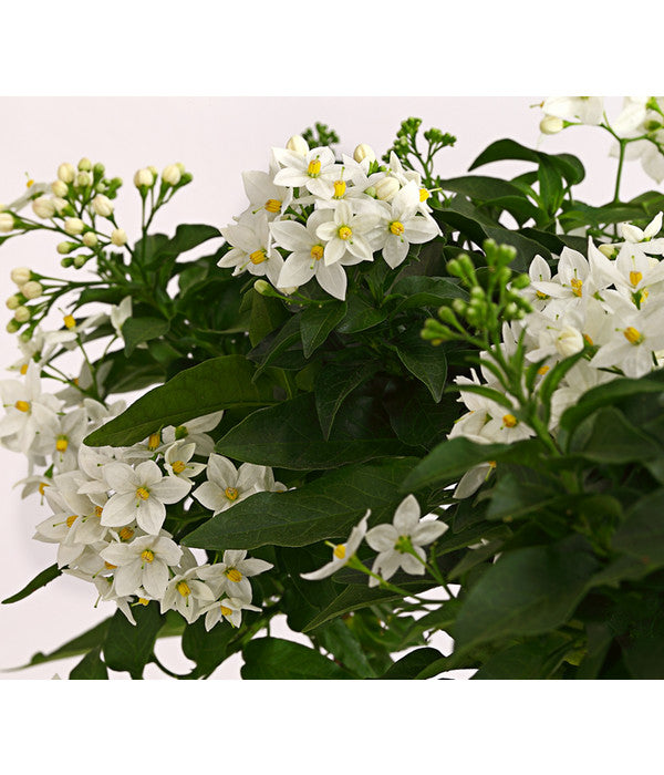  Jasminblütiger Nachtschatten, Herz