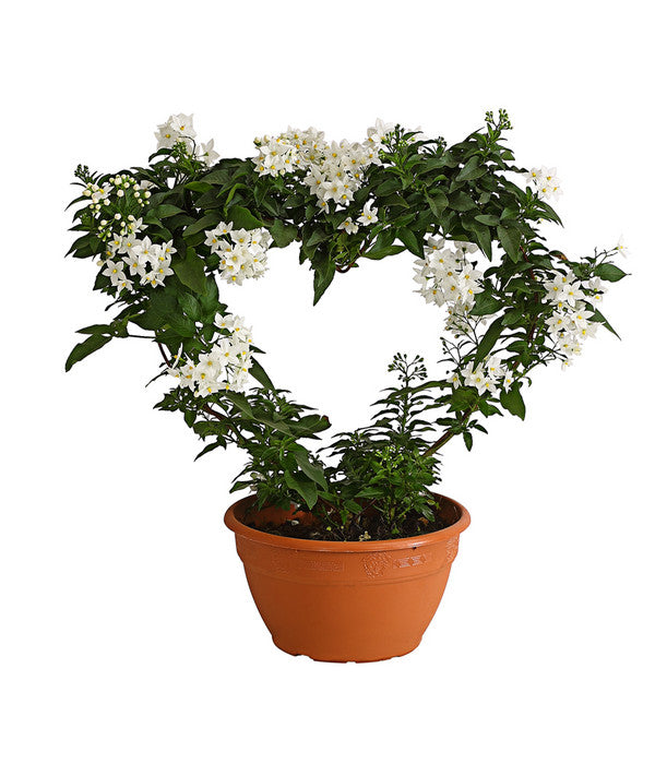  Jasminblütiger Nachtschatten, Herz