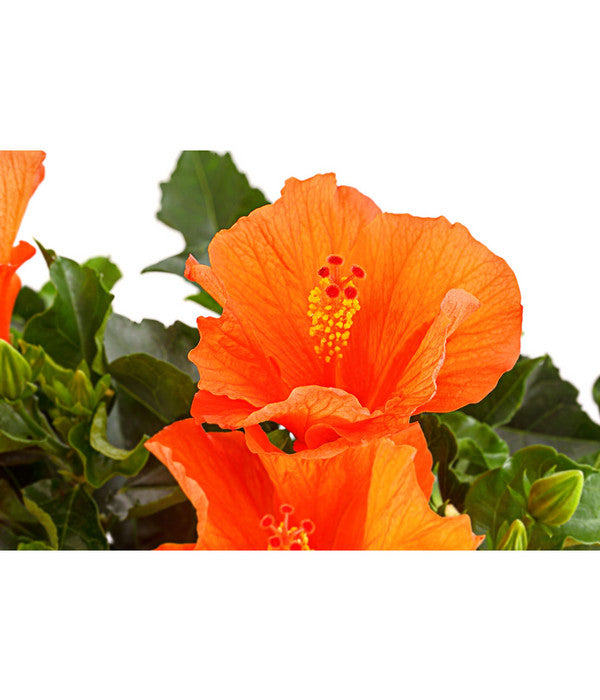  Zimmerhibiskus - Hibiscus Rosa-sinensis, Stämmchen, Verschiedene Sorten